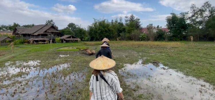 Best experience in Laos: Day as a Lao Rice Farmer